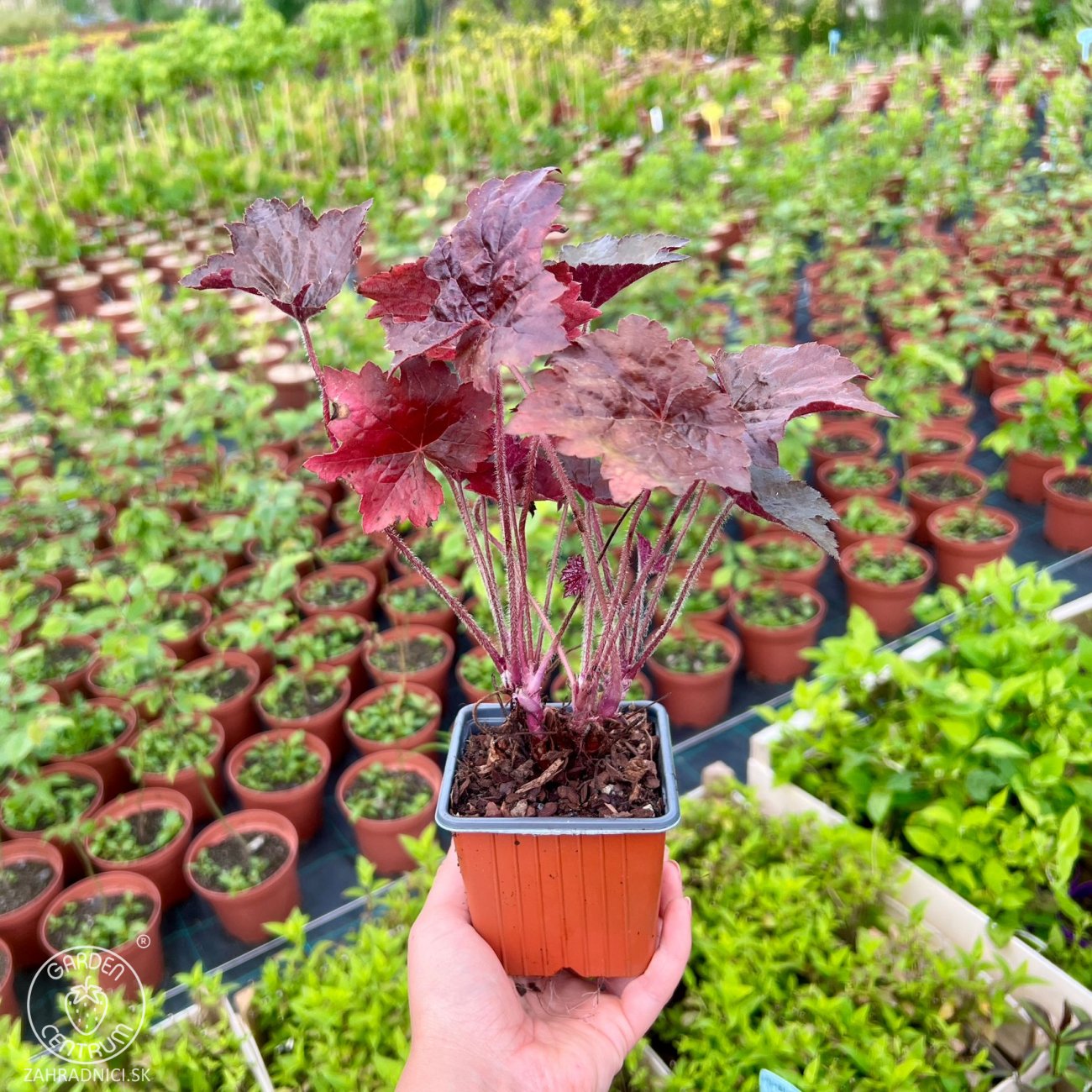 Obrázok Heuchera hybridná (Heuchera Hybrida) ´PALACE PURPLE´ - kont. P9